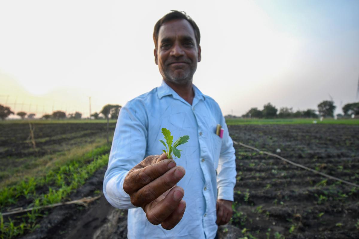 Farmers black opium deals